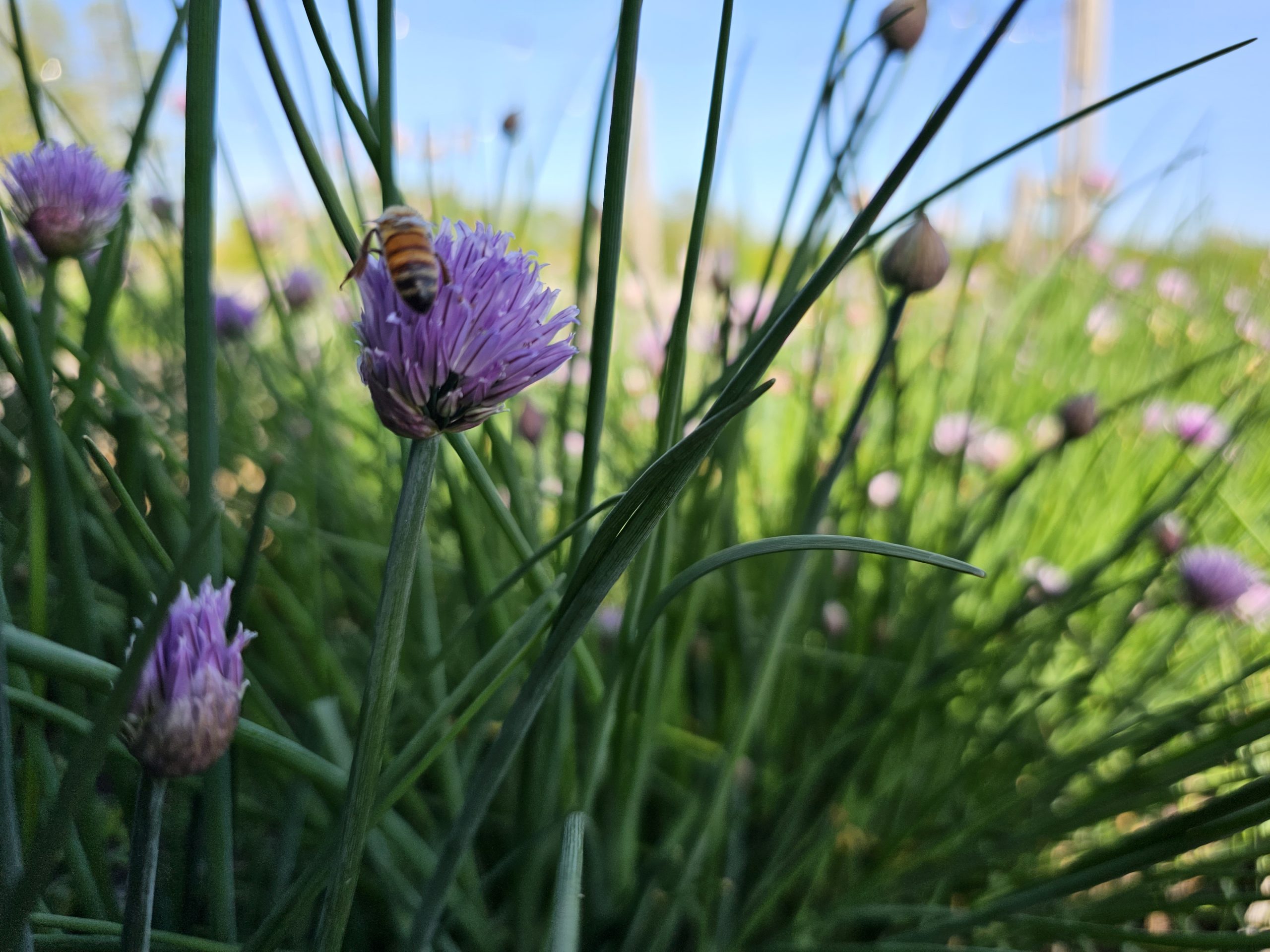 A honey bee lands on a lavender-colored flower in a field full of long green grass and flowering plants.