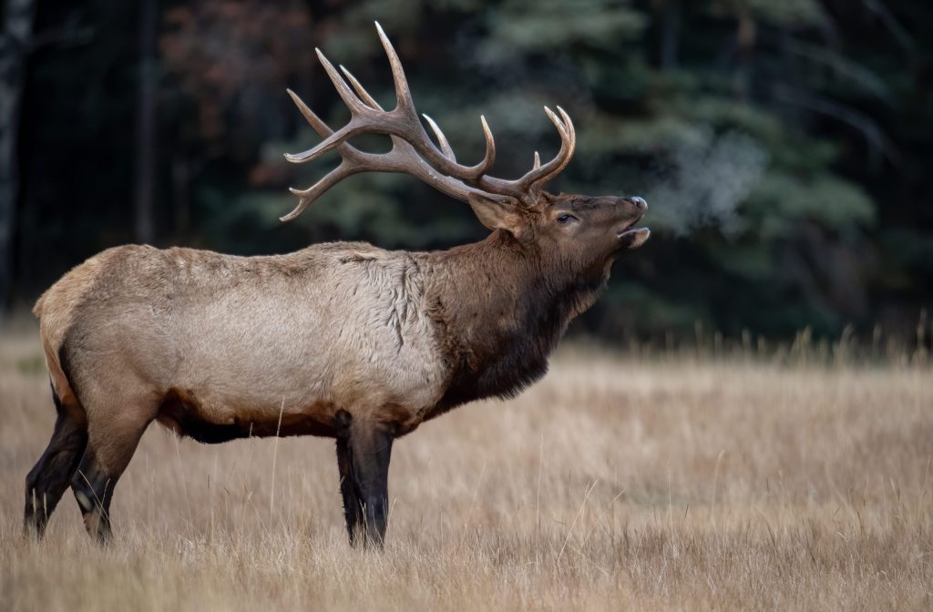 bull,elk,in,banff,canada