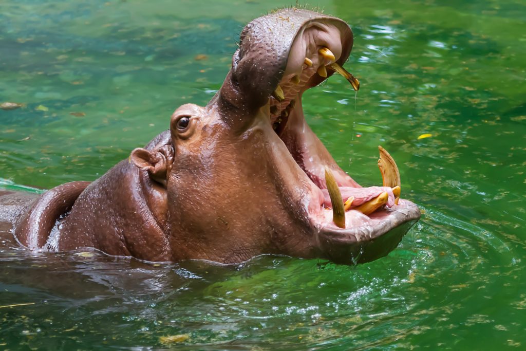 hippo's,mouth,open,in,the,water.